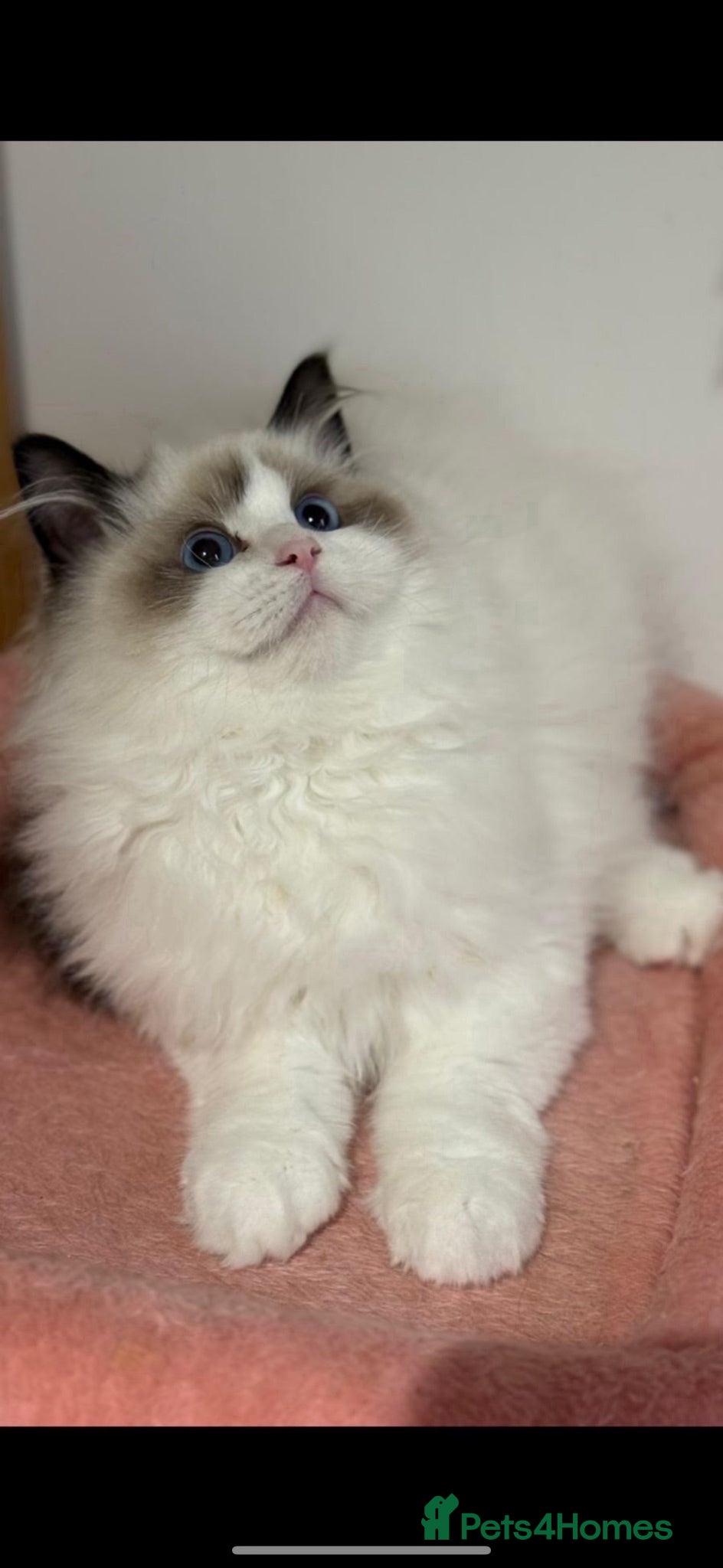 Ragdoll cats GCCF Adorable ragdoll kittens ready to gohome now - Advert 2
