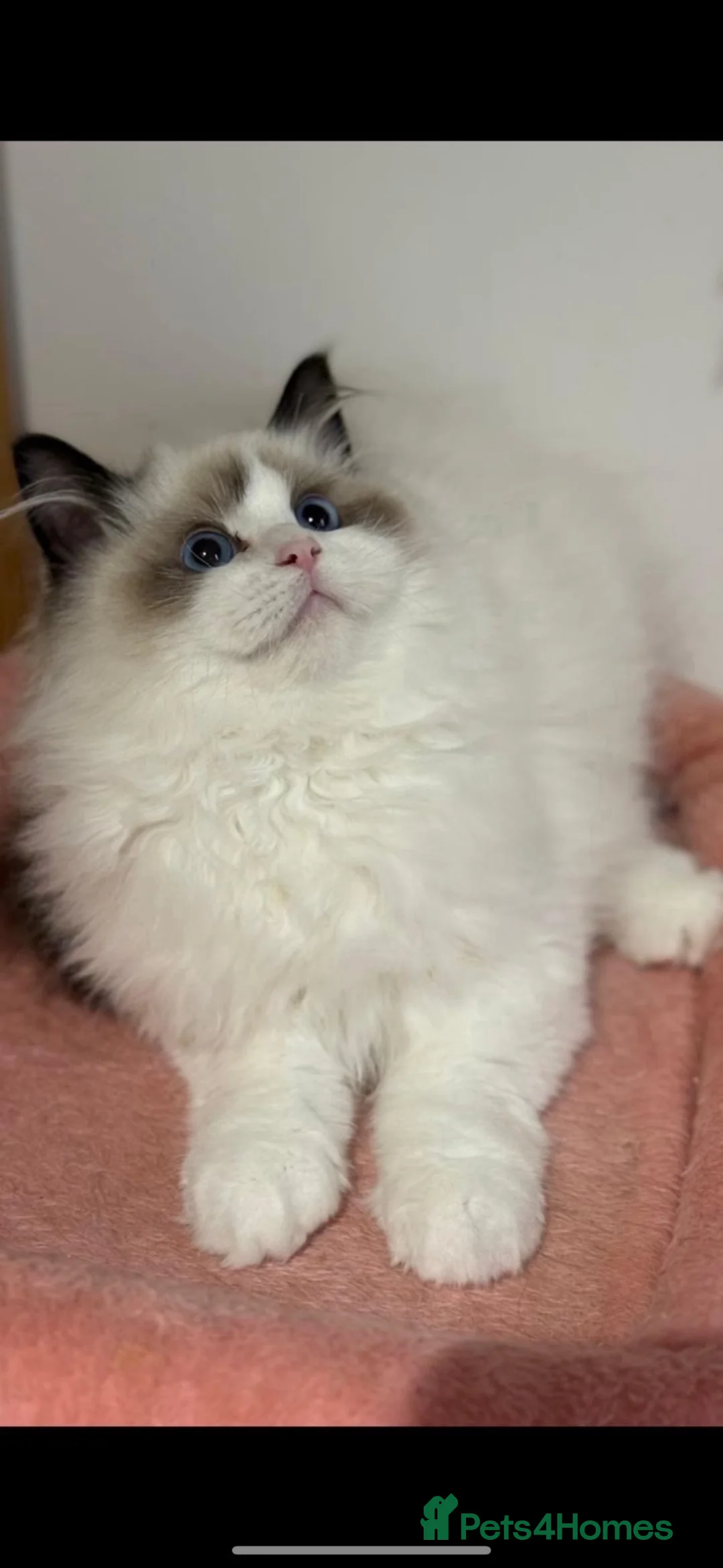 Ragdoll cats for sale: GCCF Adorable ragdoll kittens ready to gohome now - Advert 1