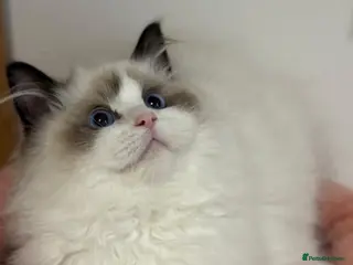 Ragdoll cats GCCF Adorable ragdoll kittens ready to gohome now - Advert 2
