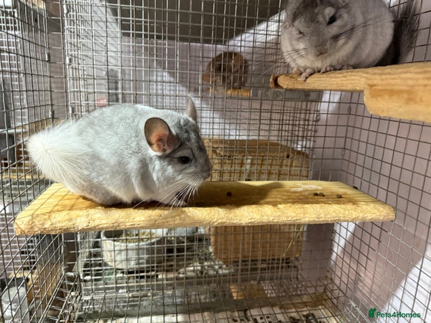 Chinchilla rodents - Advert 1