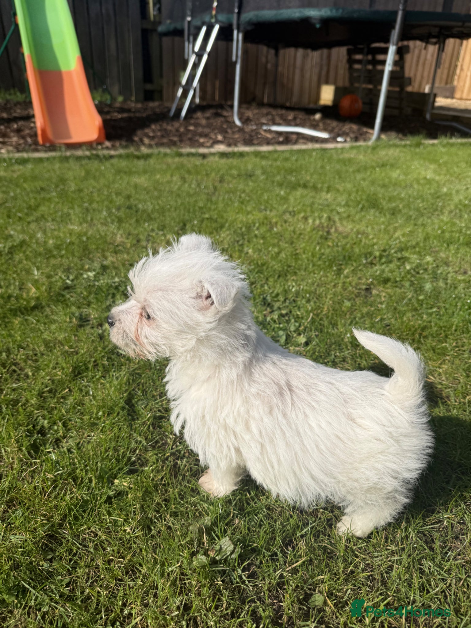 West Highland Terrier dogs Kc Westies  - Advert 7