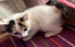 Mixed Breed cats for adoption: 2 x rescue kittens ready to leave 21 July onwards - Image 5
