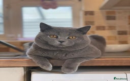 British Shorthair cats for sale: Beautiful litter of British blues  - Image 15