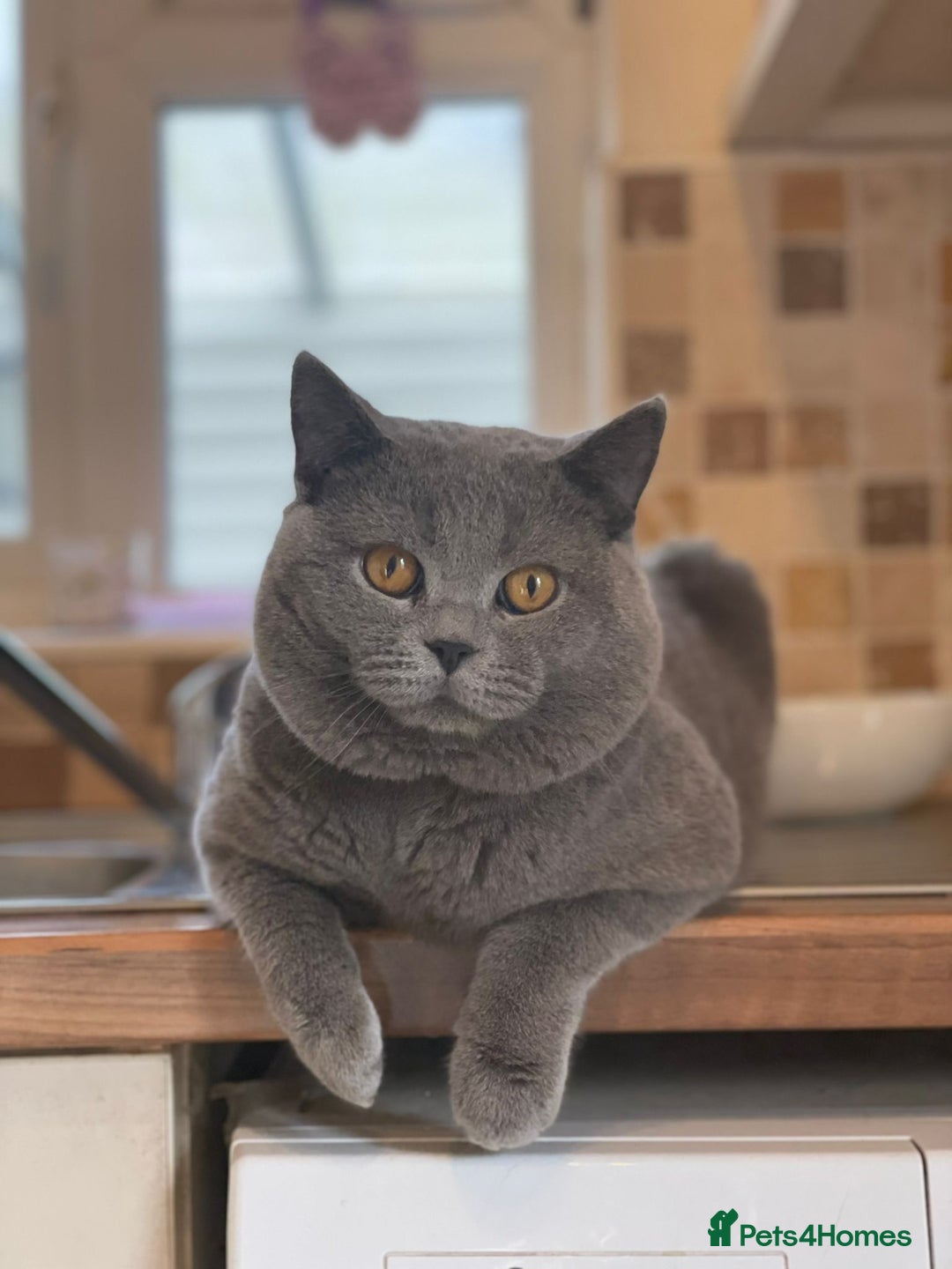 British Shorthair cats for sale: Beautiful litter of British blues  - Image 15
