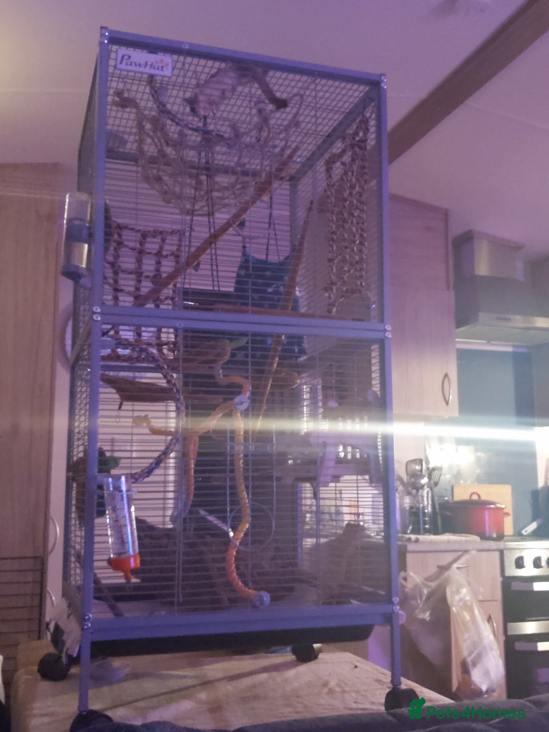 Sugar Glider rodents for sale: 3 sugar gliders and full set up - Advert 11