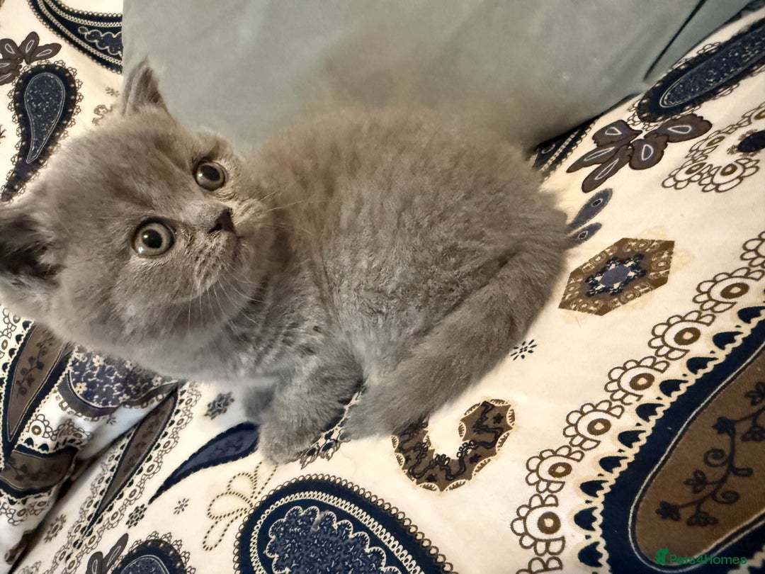 British Shorthair cats for sale: British short hair  - Advert 10