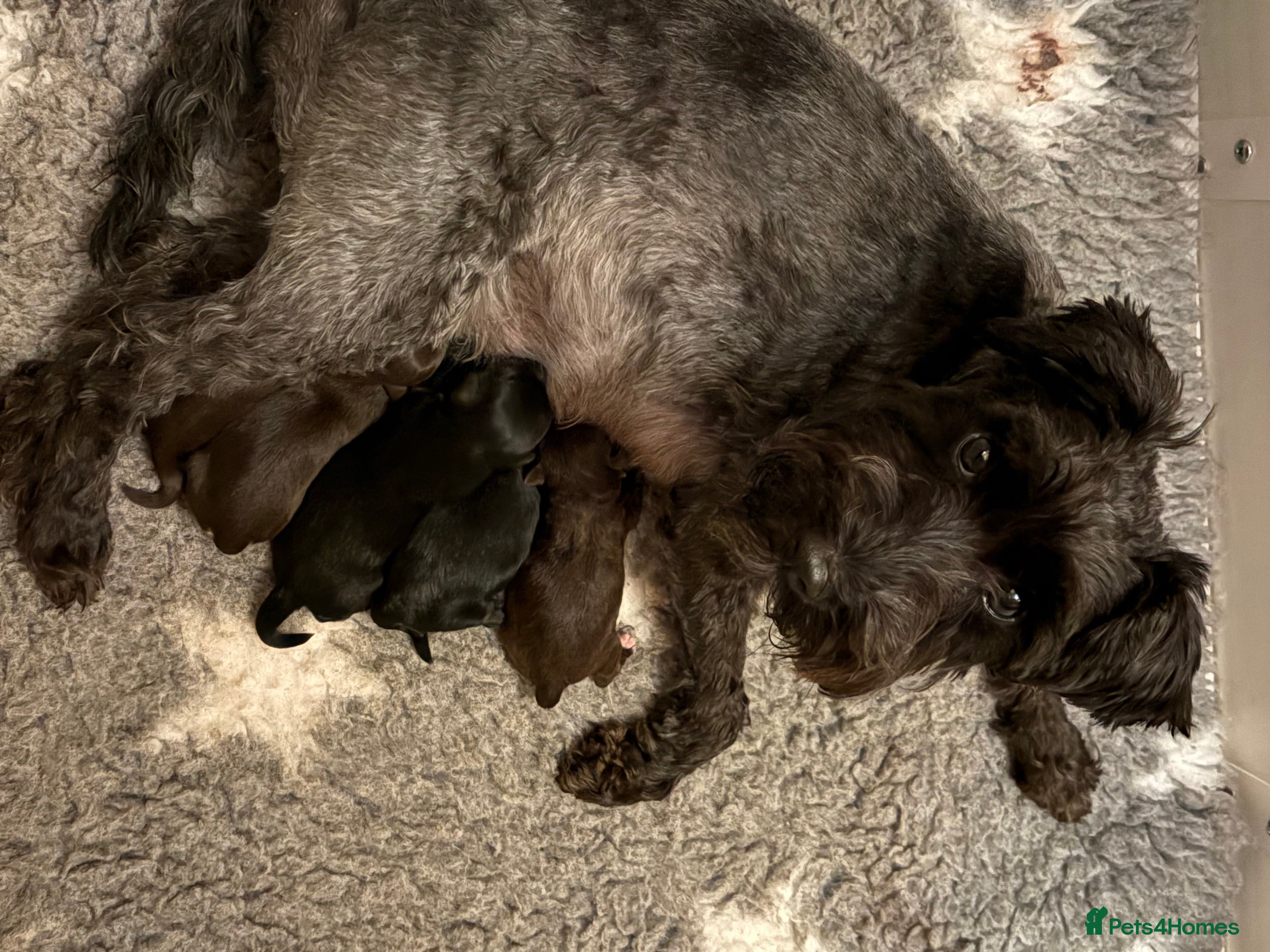 Miniature Schnauzer dogs KC Miniature Schnauzer Black Chocolate BVA H/T  - Advert 11