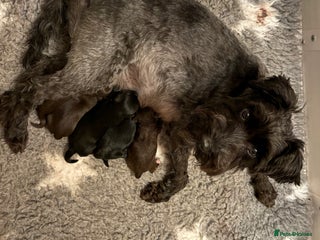 Miniature Schnauzer dogs KC Miniature Schnauzer Black Chocolate BVA H/T - Advert 11
