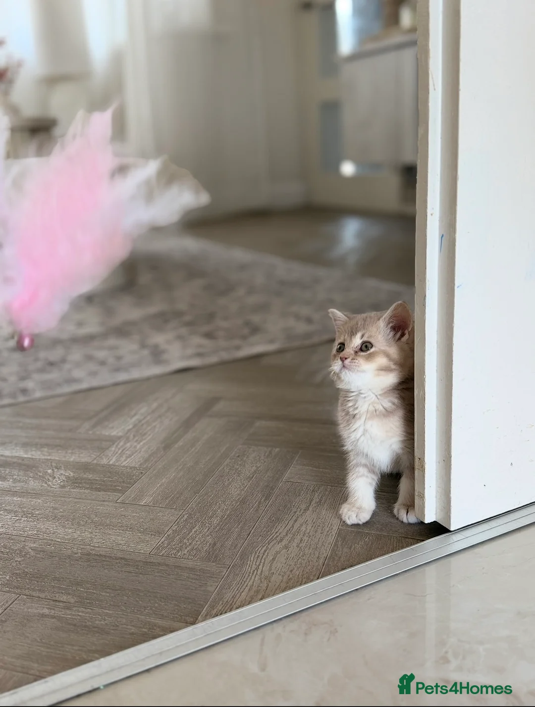British Shorthair cats for sale: Lilac British Shorthair Female - Advert 2
