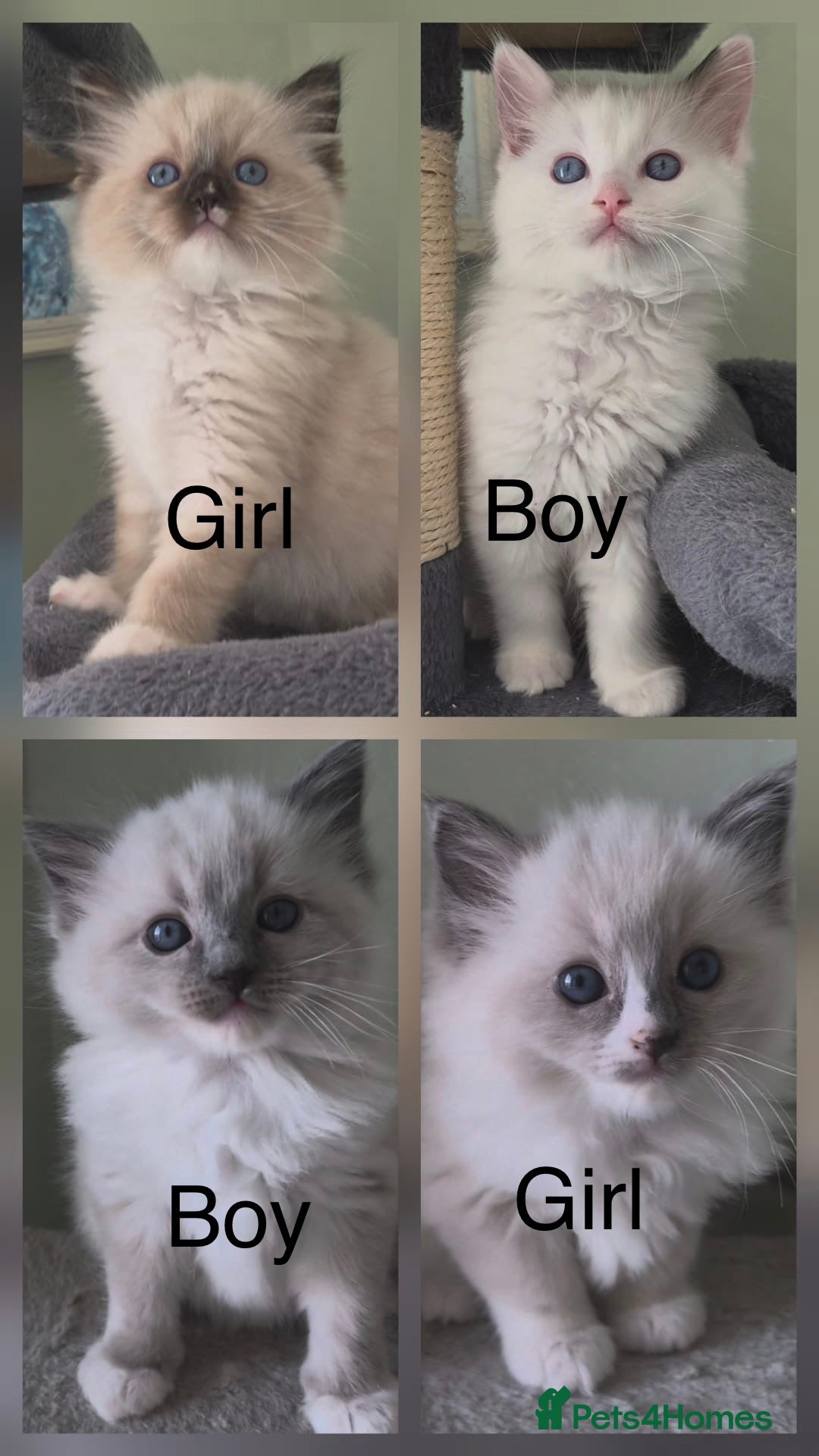 Ragdoll cats Beautiful GCCF pedigree Ragdoll kittens - Advert 2