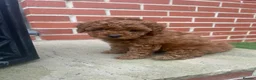 Labradoodle dogs for sale: Red miniature multi gen labradoodles - Advert 10