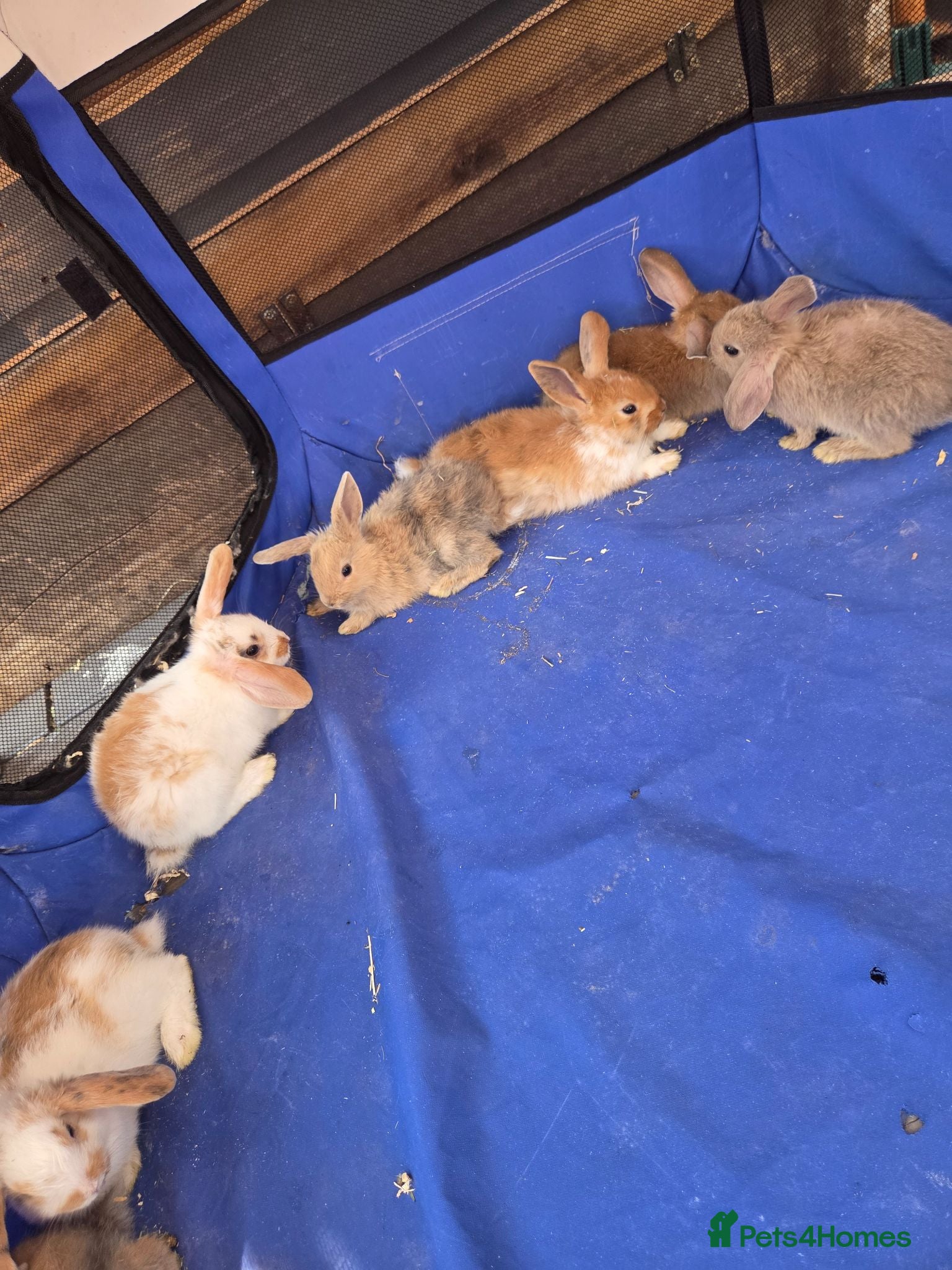 Mini Lop rabbits Mini lop baby rabbits  ready 17th July - Advert 2