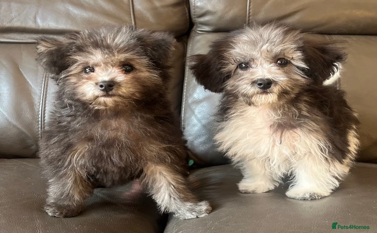 Maltipoo dogs - Advert 8