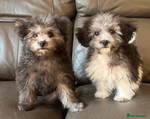 Maltipoo dogs - Advert 8