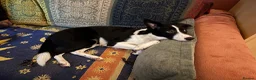 Border Collie dogs for sale: Daisy in Glasgow - Advert 5