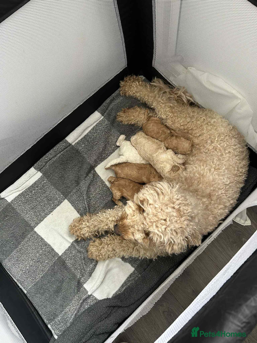 Labradoodle dogs for sale: Labradoodle puppies looking for a loving home  - Image 14