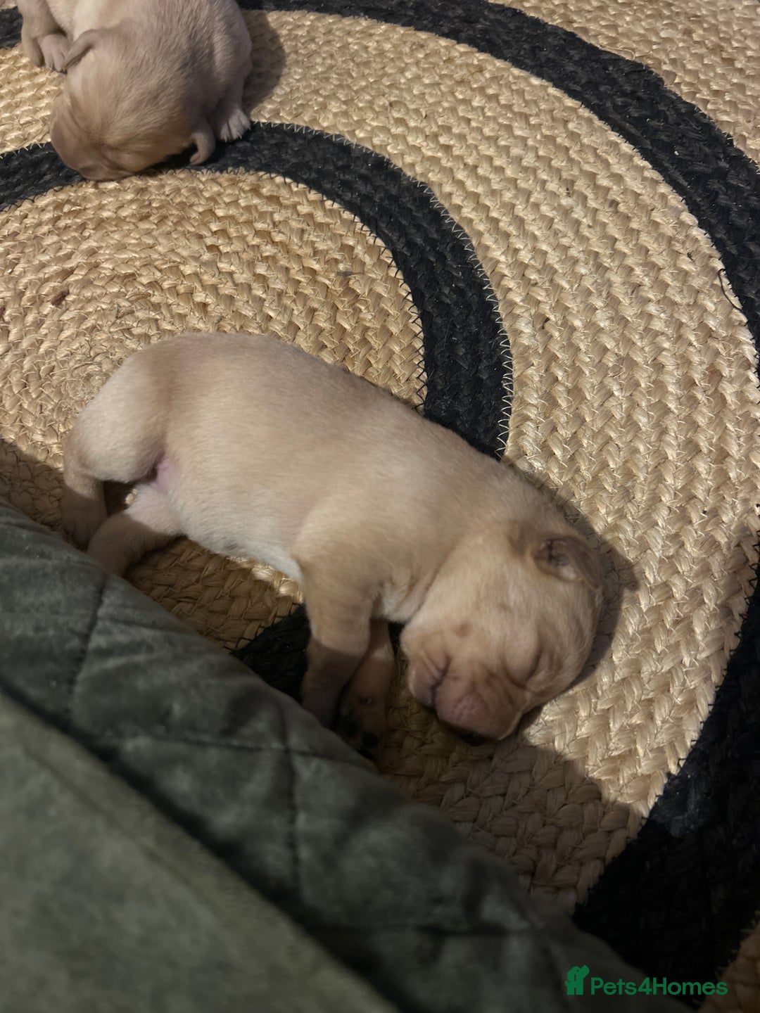 Labrador Retriever dogs for sale: Labrador Puppies - Advert 15