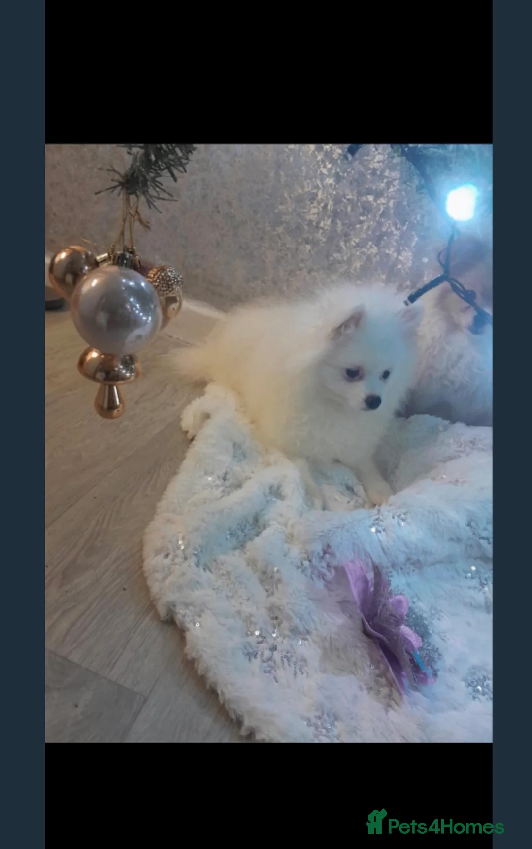 Pomeranian dogs for sale: Beautiful Pomeranian for sale  in Ryton - Advert 3