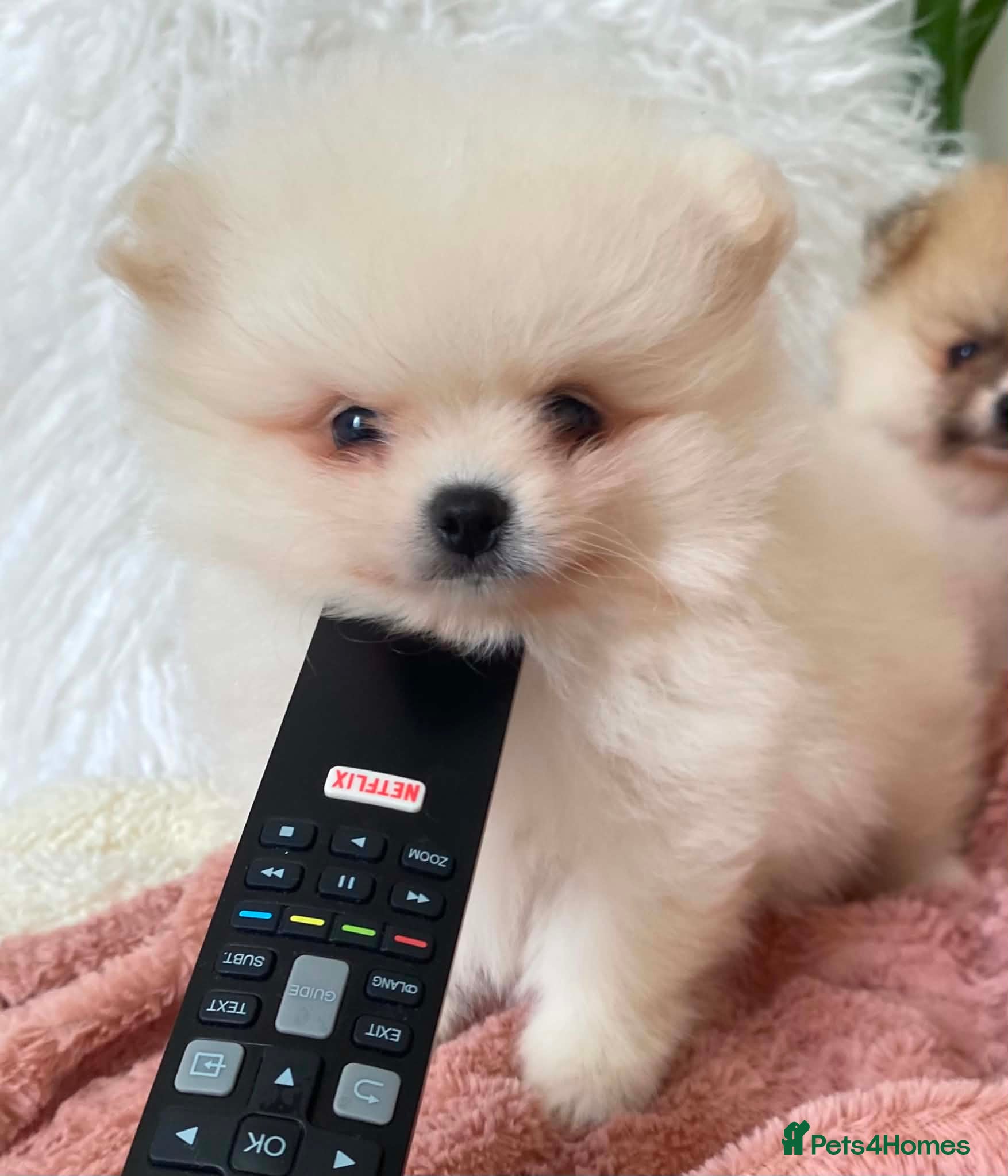 Pomeranian dogs Snow White Pomeranian for sale - Advert 18