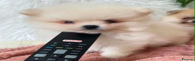 Pomeranian 1