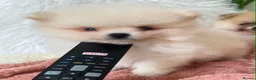 Pomeranian dogs for sale: Snow White Pomeranian for sale - Advert 11