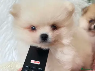Pomeranian dogs Snow White Pomeranian for sale - Advert 2