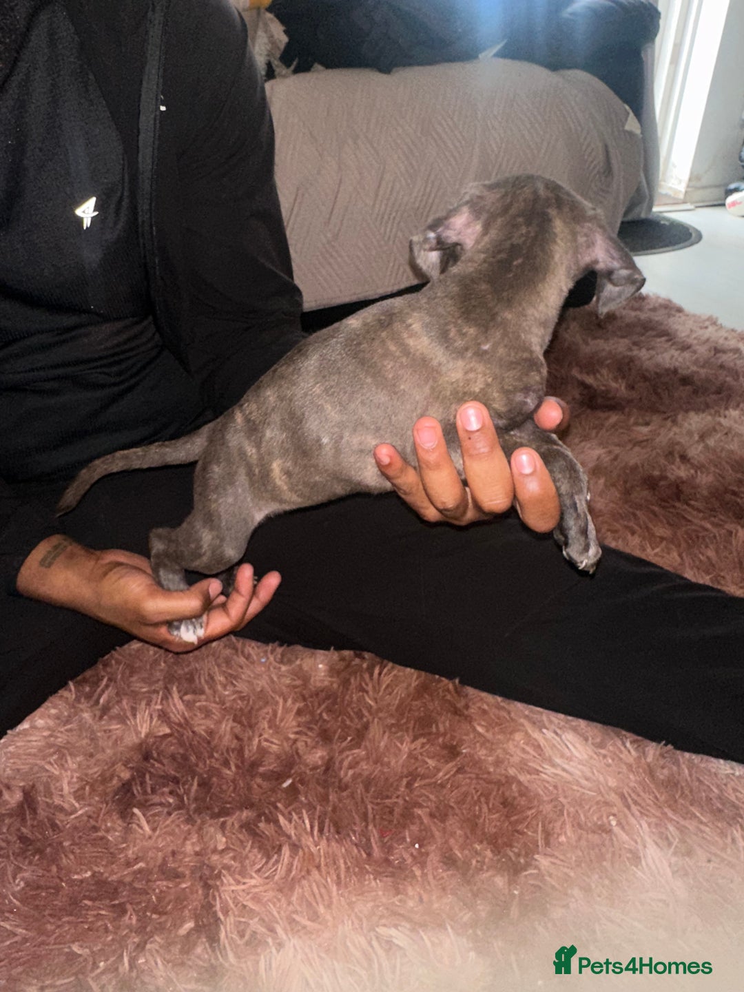 Mixed Breed dogs for sale: Mixed breed for cheap  - Image 4