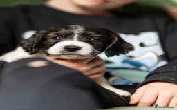 Cockapoo dogs for sale: UNIQUE SABLE BOY READY TO GO ✨ - Image 9