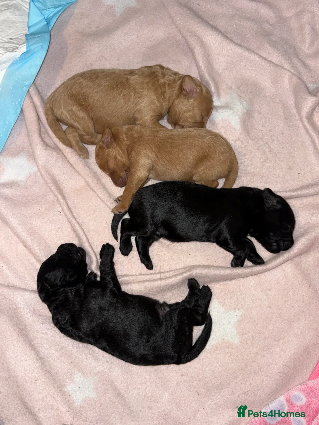 Labradoodle dogs for sale: F1B miniature labradoodles  - Advert 4