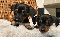 Mixed Breed dogs for sale: Stunning daxijacks ready now  - Image 9