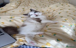 Ragdoll cats for sale: Ragdoll Full pedigree kitten  - Image 4