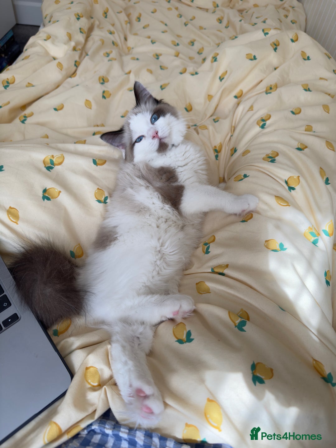 Ragdoll cats for sale: Ragdoll Full pedigree kitten  - Image 4