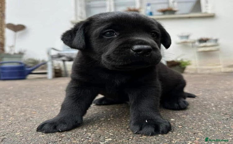 Labrador Retriever dogs - Advert 5
