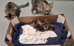 British Shorthair cats for sale: Pure tabby kittens - Image 6