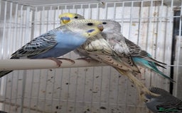 Budgerigars birds for sale: Budgies for sale Birmingham  - Image 9