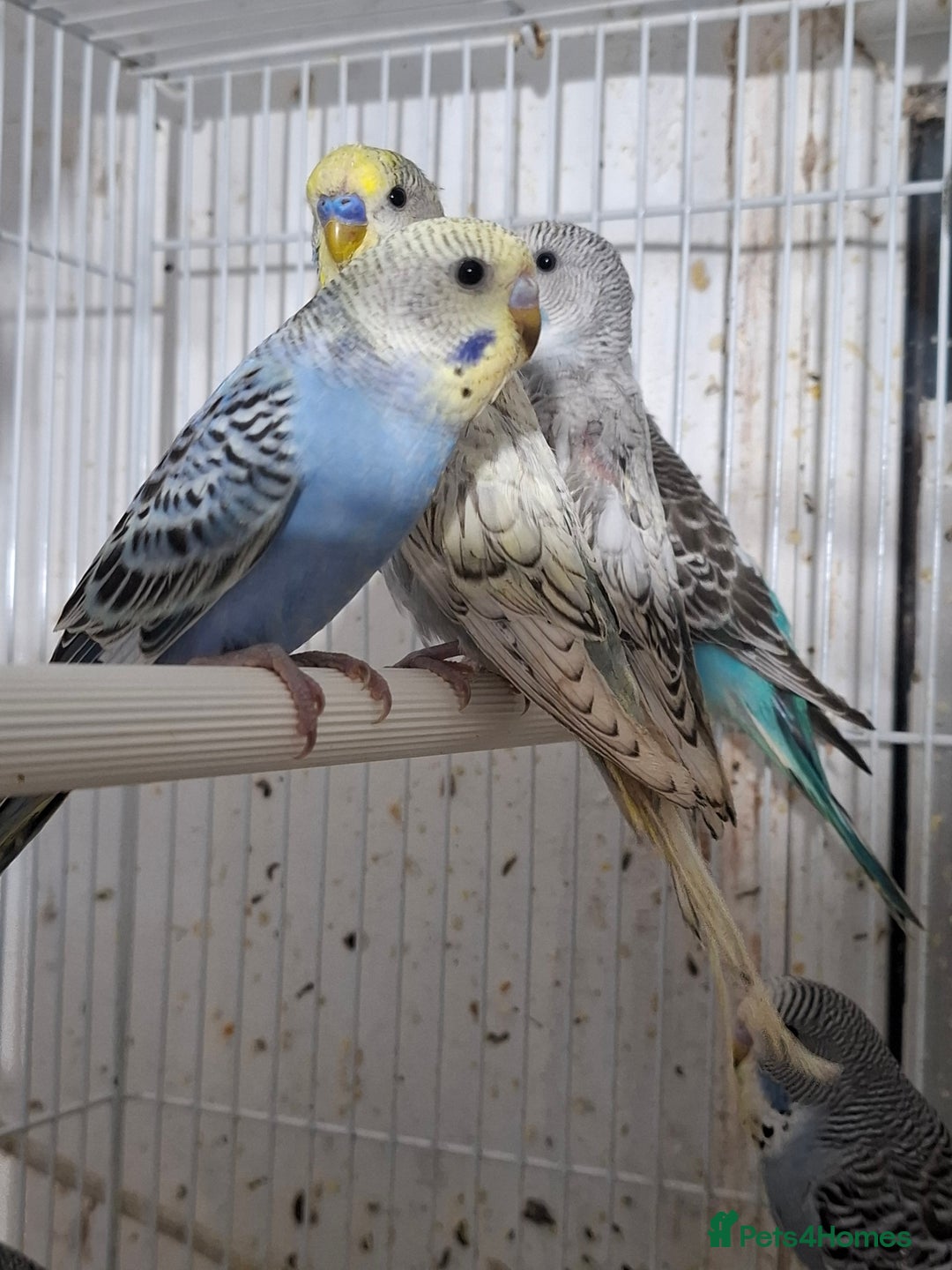 Budgerigars birds for sale: Budgies for sale Birmingham  - Image 9