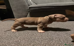 American Bully dogs for sale: Micro Bully puppies for sale!  - Advert 7