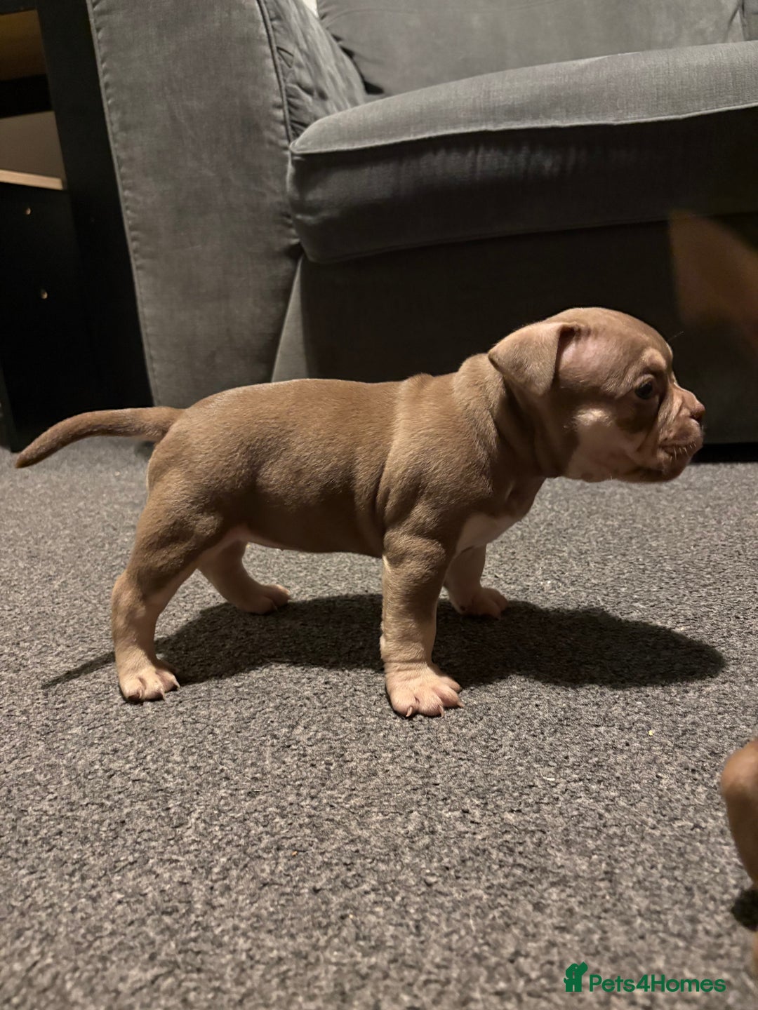 American Bully dogs for sale: Micro Bully puppies for sale!  - Advert 7