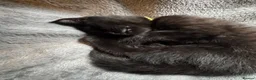 Mixed Breed cats for sale: British shorthair cross Maine coon  - Advert 11