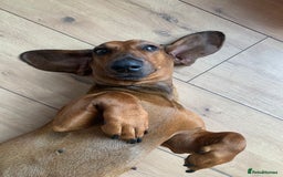 Dachshund dogs for sale: Exceptional dachshunds  - Image 10