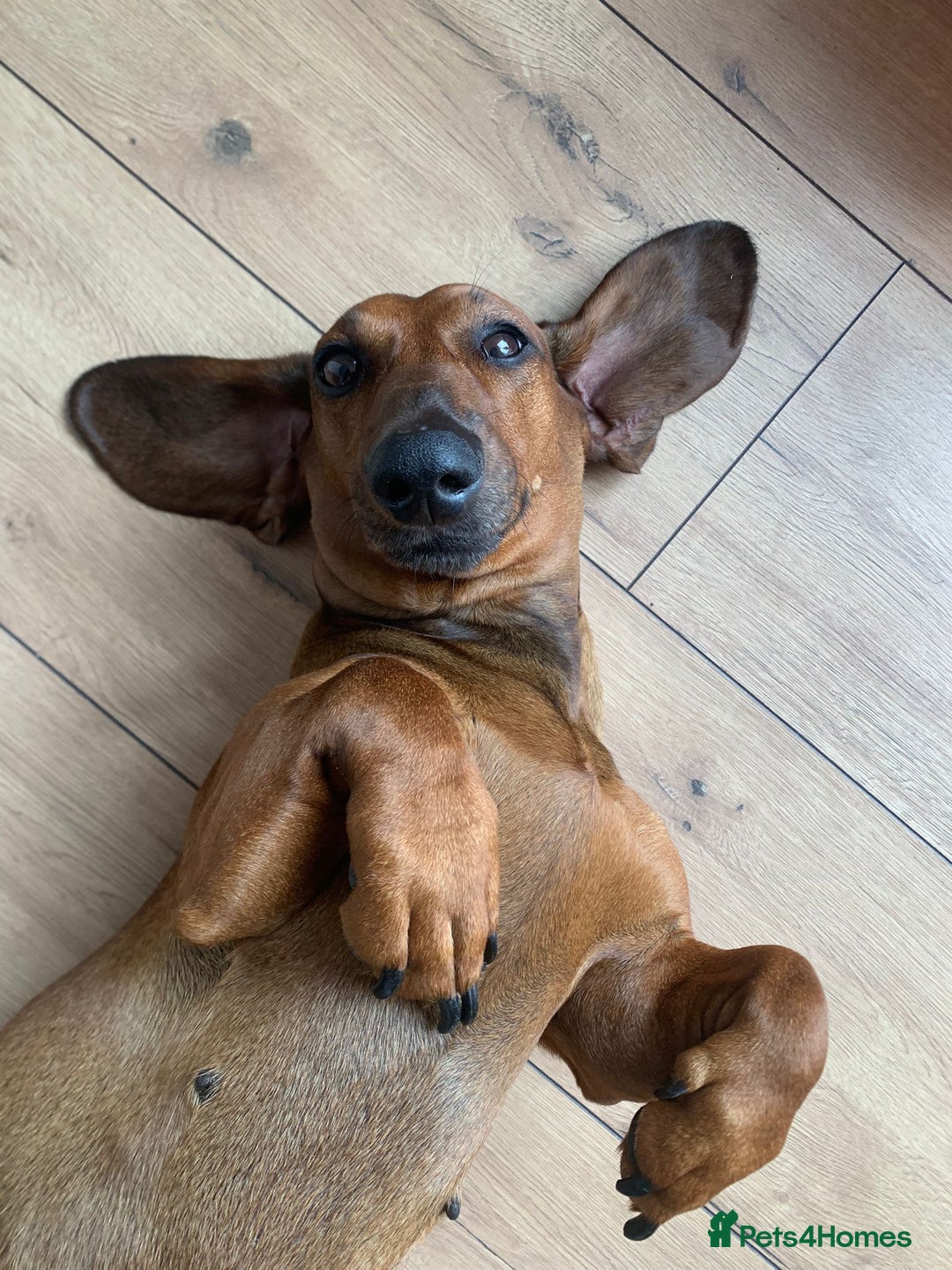 Dachshund dogs for sale: Exceptional dachshunds  - Image 10