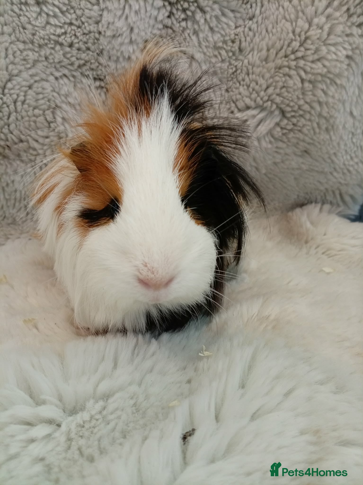 Guinea Pig rodents Guinea pigs - Advert 1