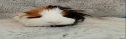 Guinea Pig rodents for sale: Guinea pigs - Advert 1