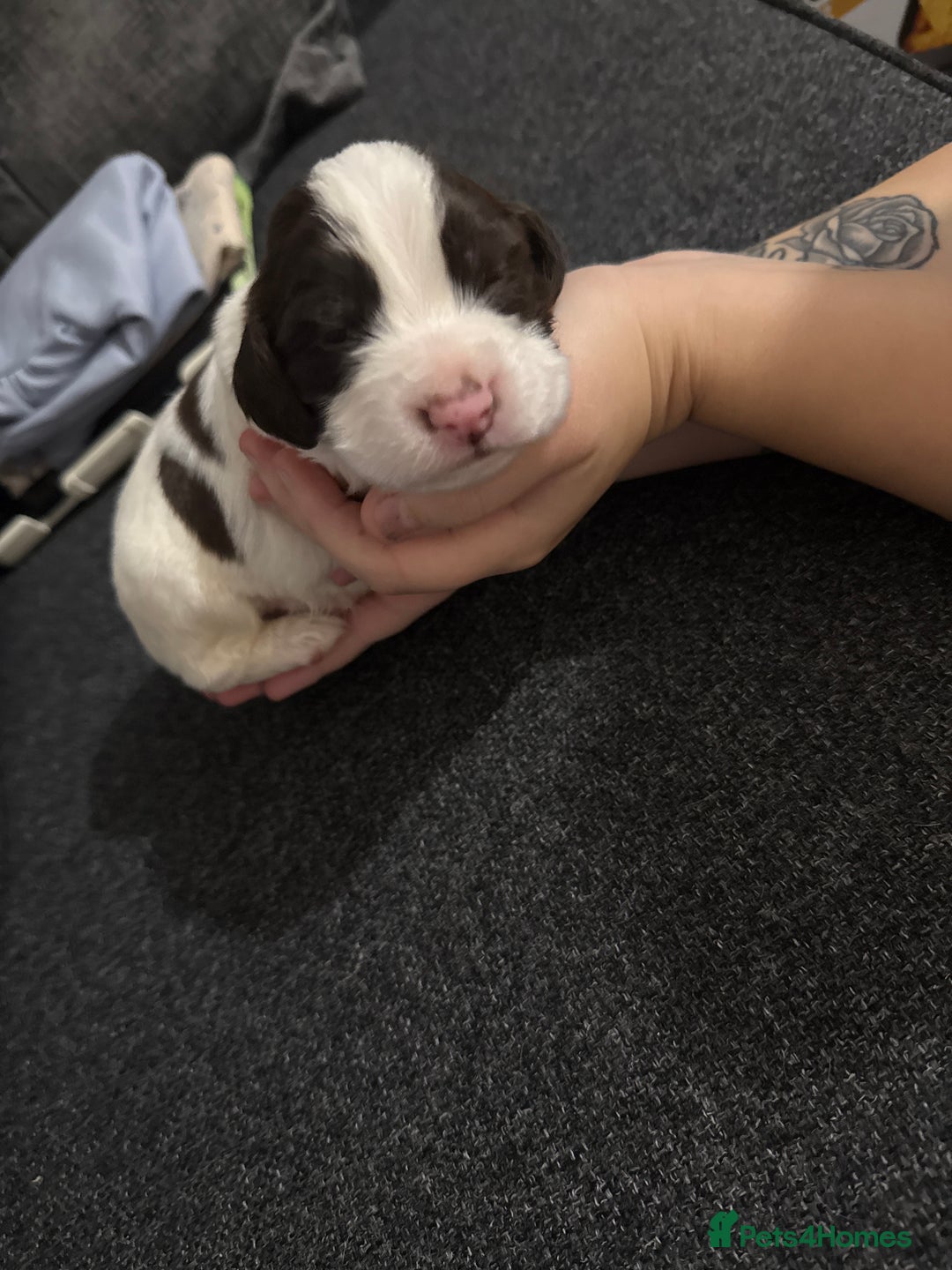 Cocker Spaniel dogs for sale: Beautiful cocker spaniels  - Image 7