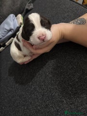 Cocker Spaniel Puppy 6