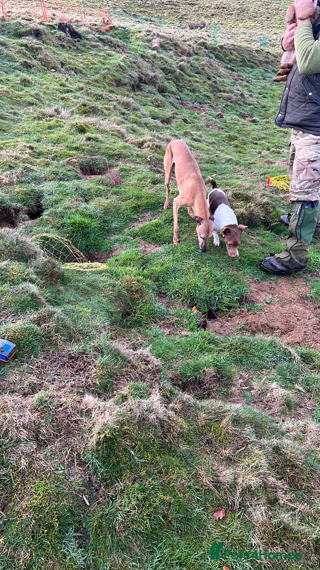 Jack Russell dogs for stud: Miniature jack Russell  in Leeds - Advert 21