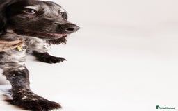 Cocker Spaniel dogs for stud: Stud cocker spaniel - Image 10