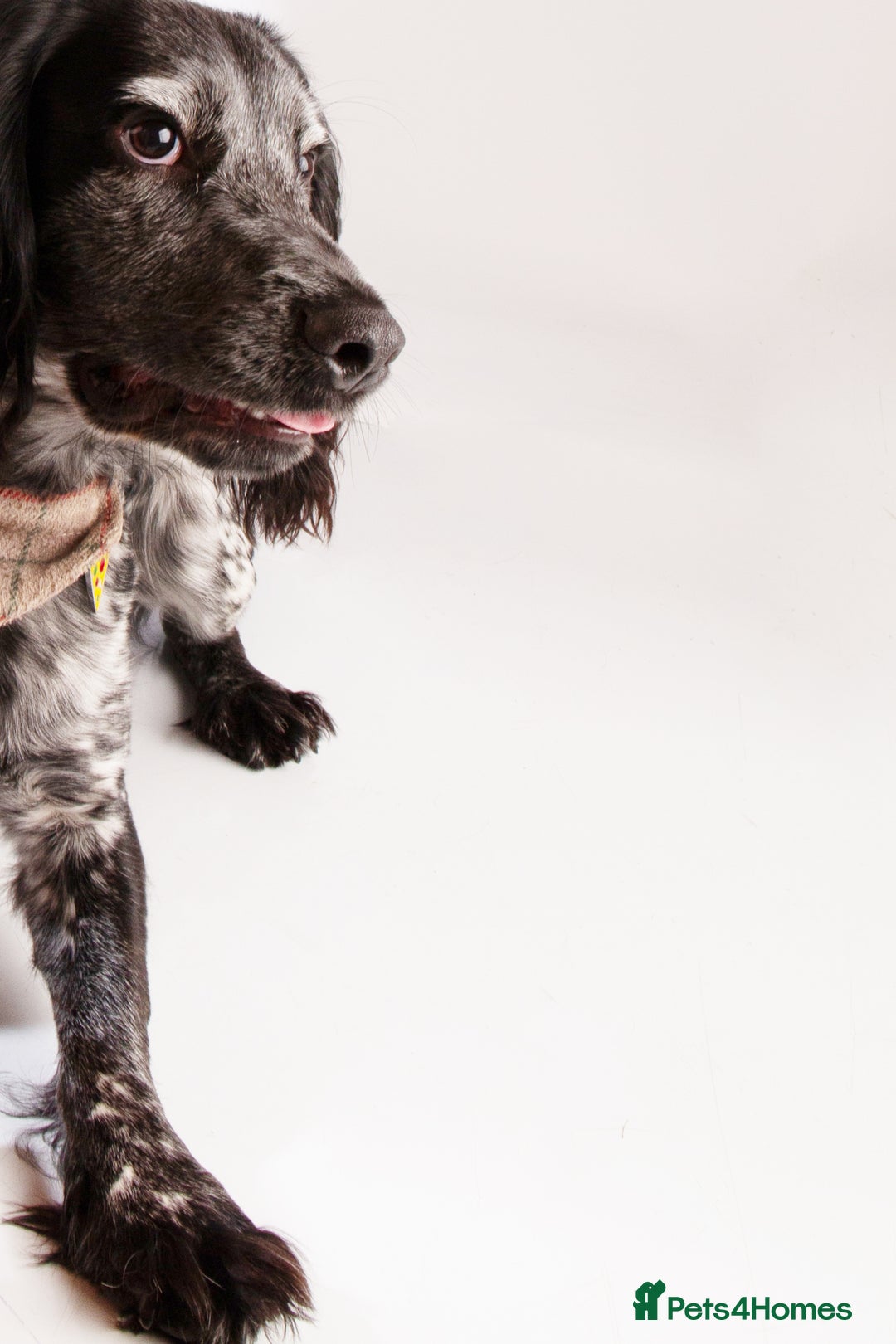 Cocker Spaniel dogs for stud: Stud cocker spaniel - Image 10