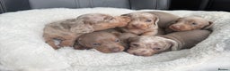 Miniature Dachshund dogs for sale: 🎄XMAS 🎄 MINIATURE DACHSHUNDS ISABELLA AND DAPPLE - Advert 11