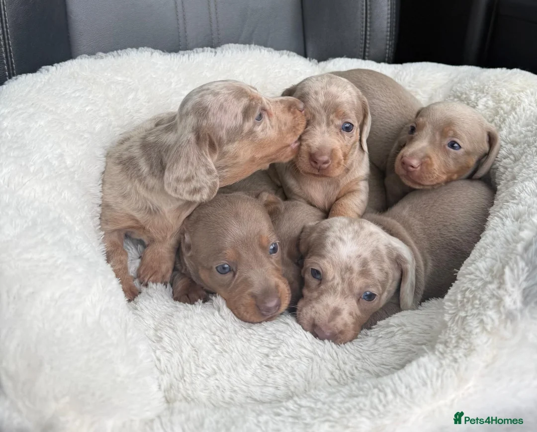 Miniature Dachshund dogs for sale: LAST BOY! MINIATURE ISABELLA DACHSHUND - Advert 11
